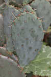 Cactus apple 